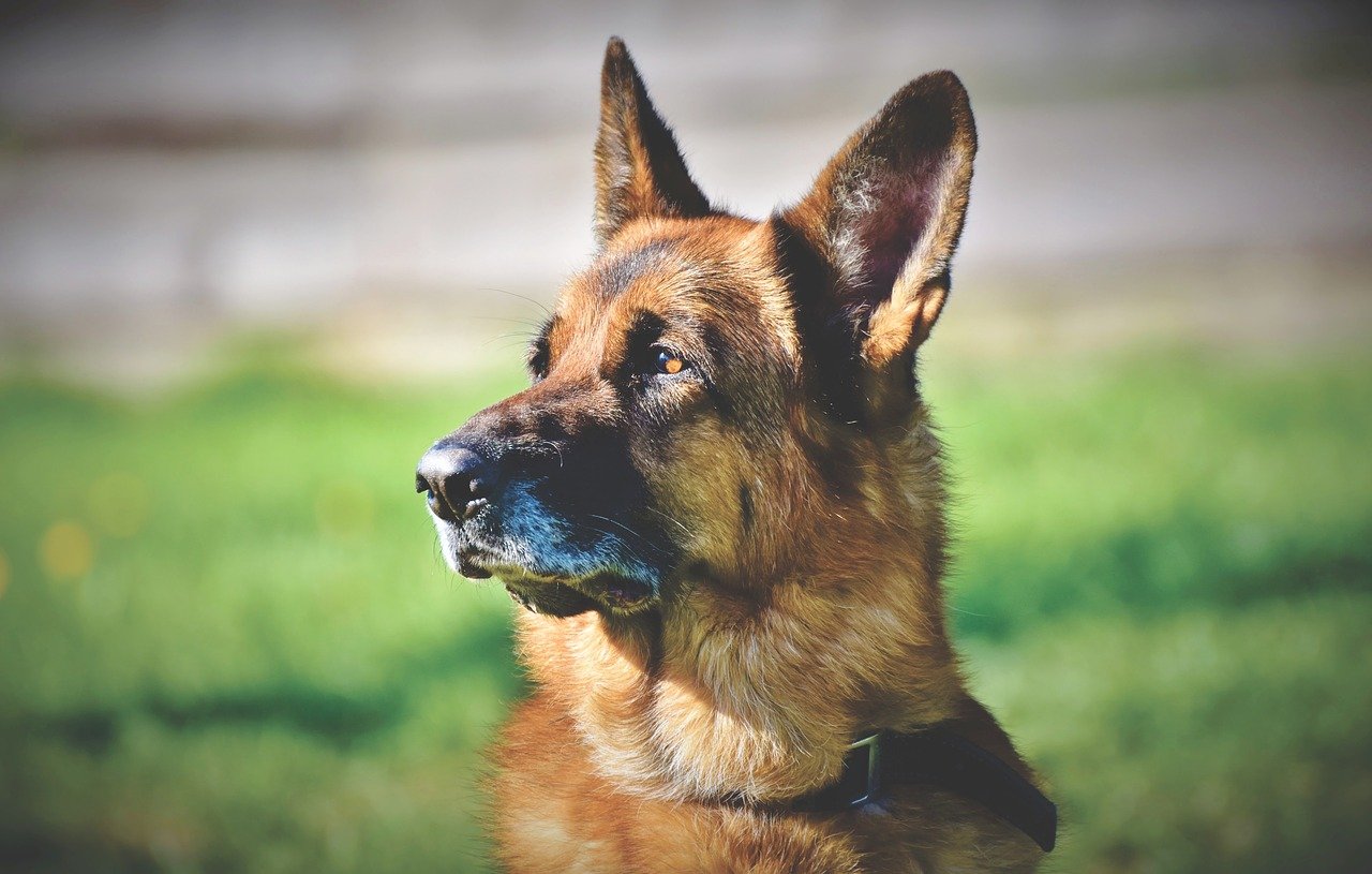 Belichamen Streven filter Oorontsteking bij hond en kat