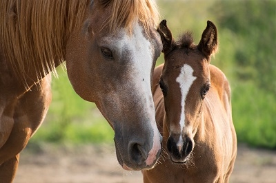 Paard